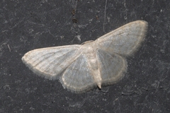Idaea subsericeata
