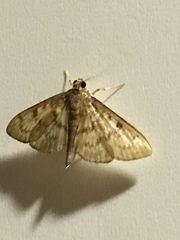 Herpetogramma aeglealis