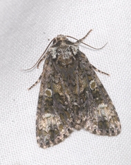 Craniophora ligustri