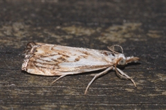 Catoptria falsella