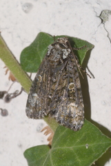 Craniophora ligustri