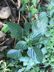 Dicliptera chinensis