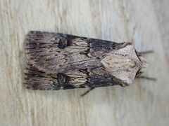 Agrotis puta