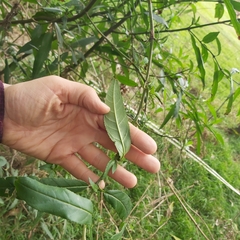 Prostanthera lasianthos
