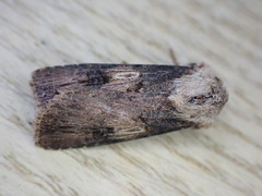Agrotis puta