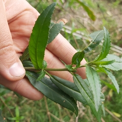 Prostanthera lasianthos