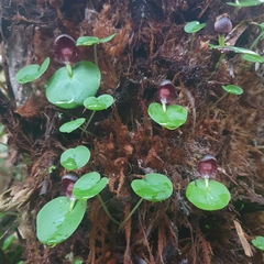 Corybas grumulus
