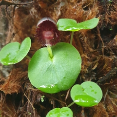 Corybas grumulus