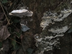 Rigidoporus populinus