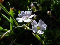 Gypsophila repens