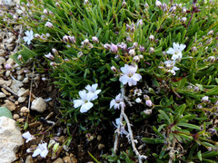 Gypsophila repens