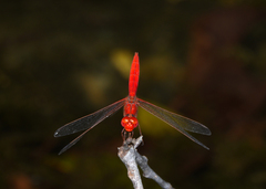 Diplacodes haematodes