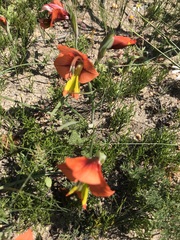 Gladiolus alatus