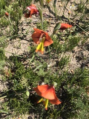 Gladiolus alatus