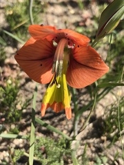 Gladiolus alatus