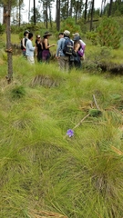 Tigridia longispatha