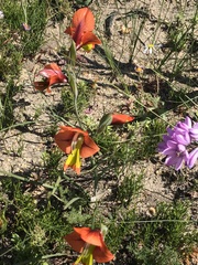 Gladiolus alatus