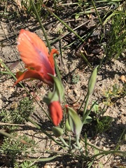 Gladiolus alatus