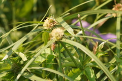 Cyperus aromaticus
