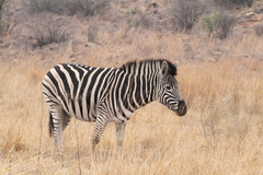 Equus quagga