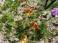 Gladiolus alatus