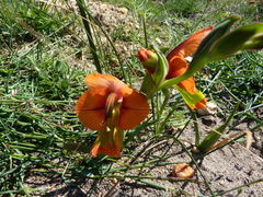 Gladiolus alatus