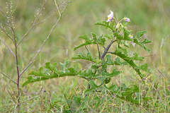 Solanum linnaeanum