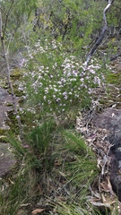 Philotheca salsolifolia