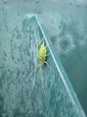 Lluciapomaresius anapaulae