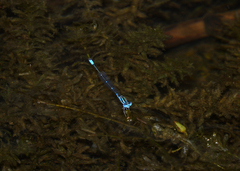 Austroagrion watsoni