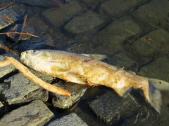Prochilodus lineatus