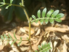 Tribulus terrestris