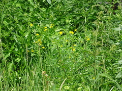 Urtica sondenii