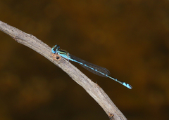 Austroagrion exclamationis