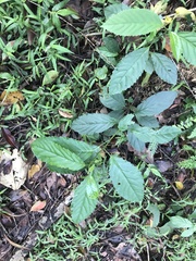 Maesa perlaria formosana