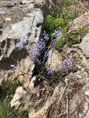 Merwilla plumbea