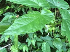 Begonia longifolia