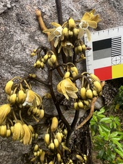 Erythrorchis cassythoides