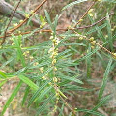 Pimelea axiflora axiflora