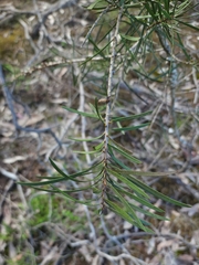 Melaleuca linearis