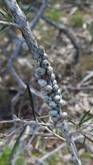 Melaleuca linearis