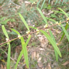 Pimelea axiflora axiflora
