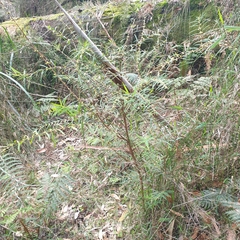 Pimelea axiflora axiflora