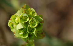 Euphorbia amygdaloides