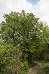 Acer monspessulanum
