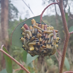 Perga affinis