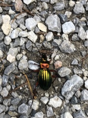 Carabus auronitens
