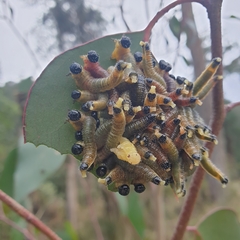 Perga affinis