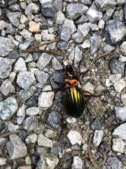 Carabus auronitens