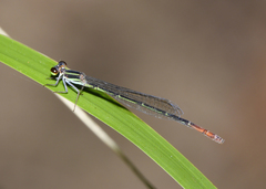 Argiocnemis rubescens